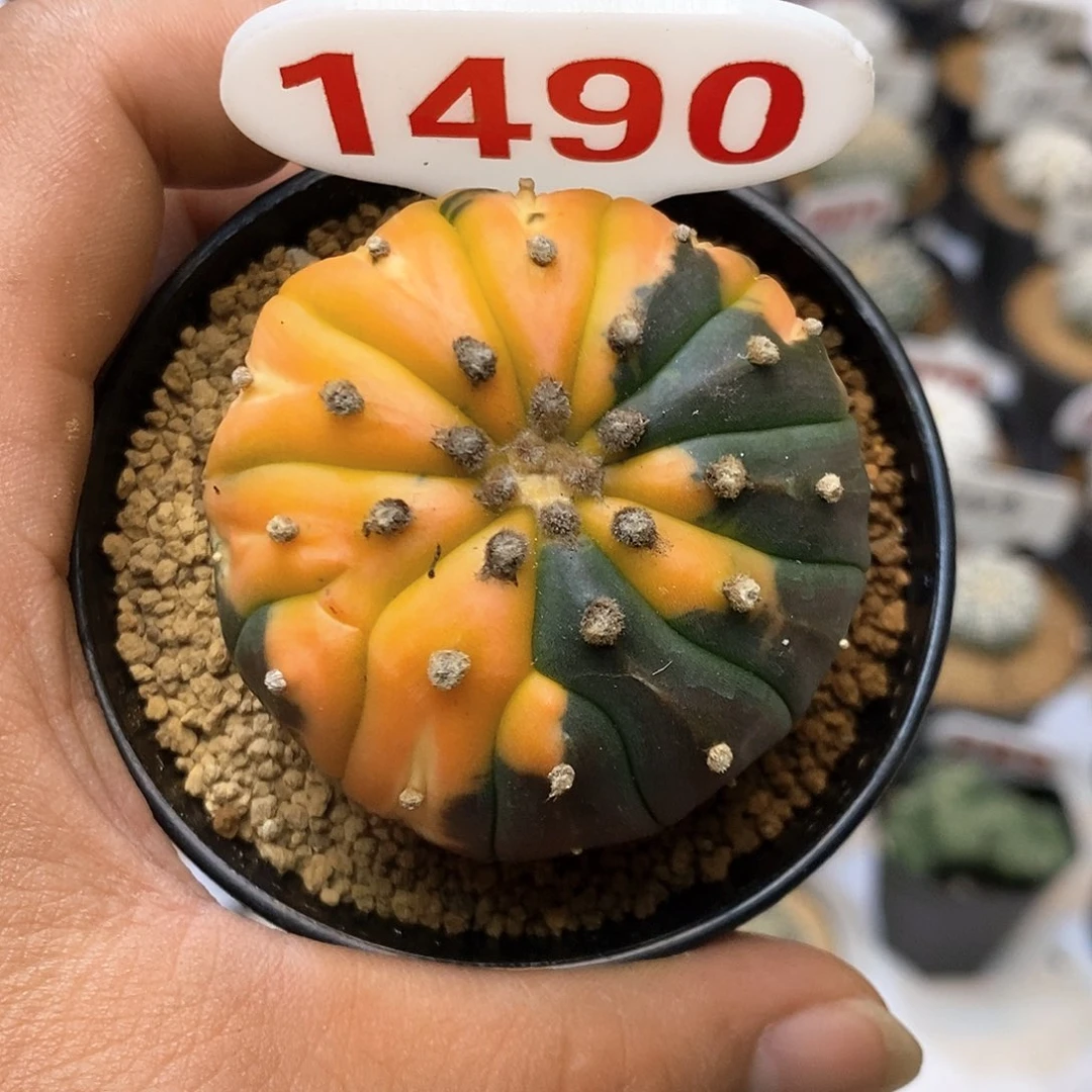 1490多愣兜锦福利特价咯