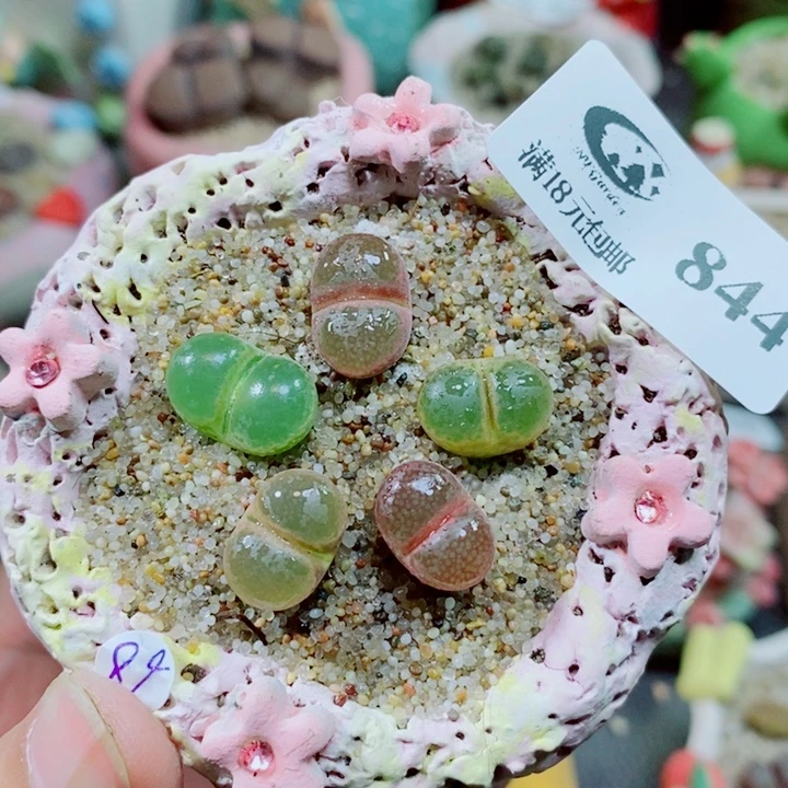生石花花花花花花844