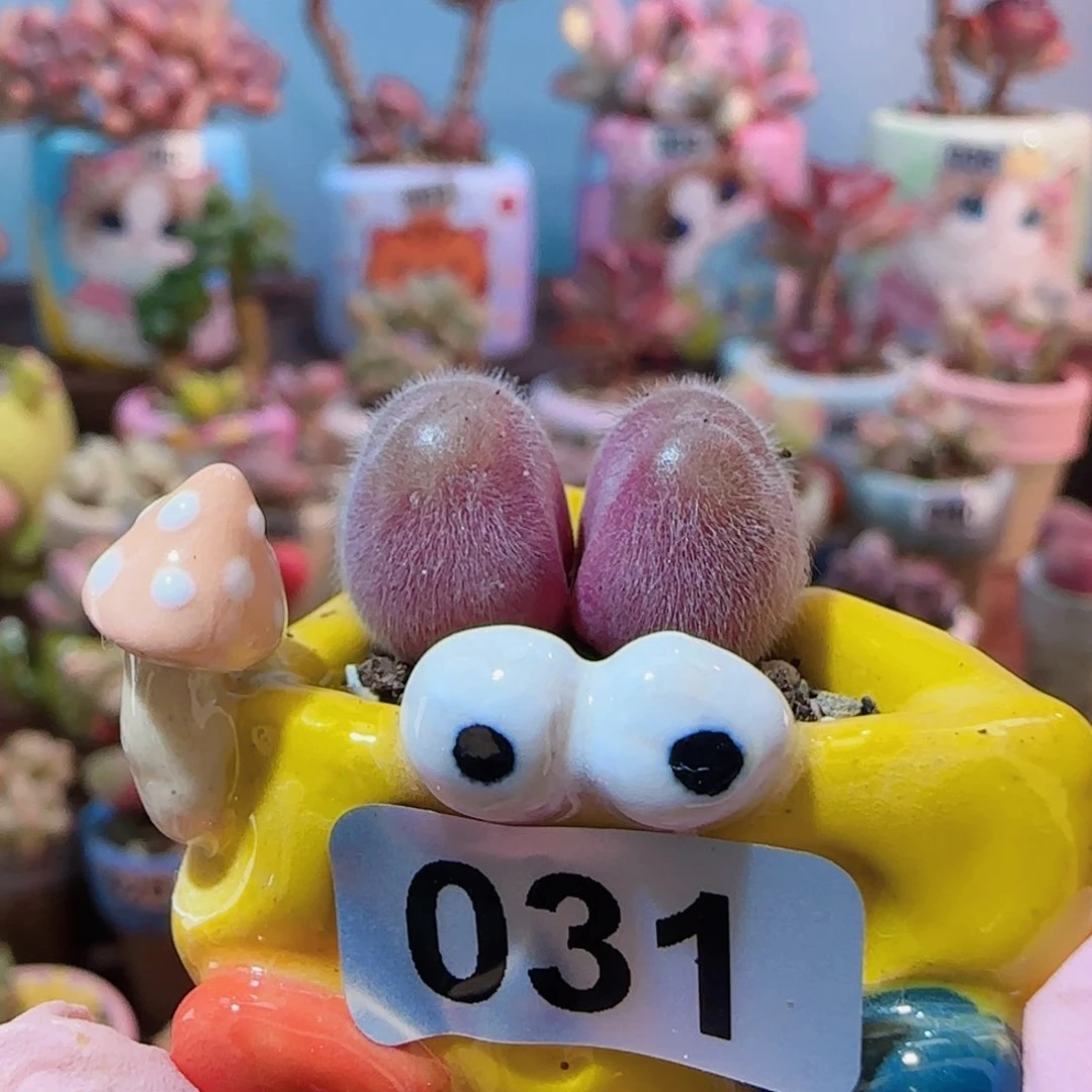 可爱小毛翠 盆口2cm