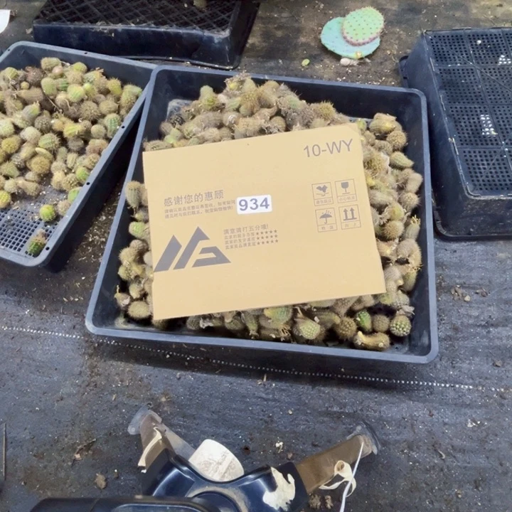 934彩草侧牙无根如图