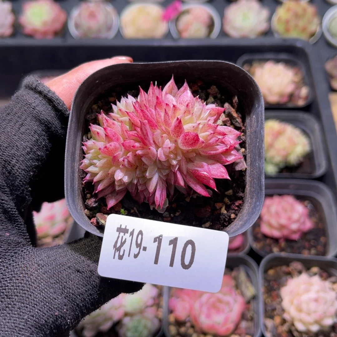 花19-110菊花台小群