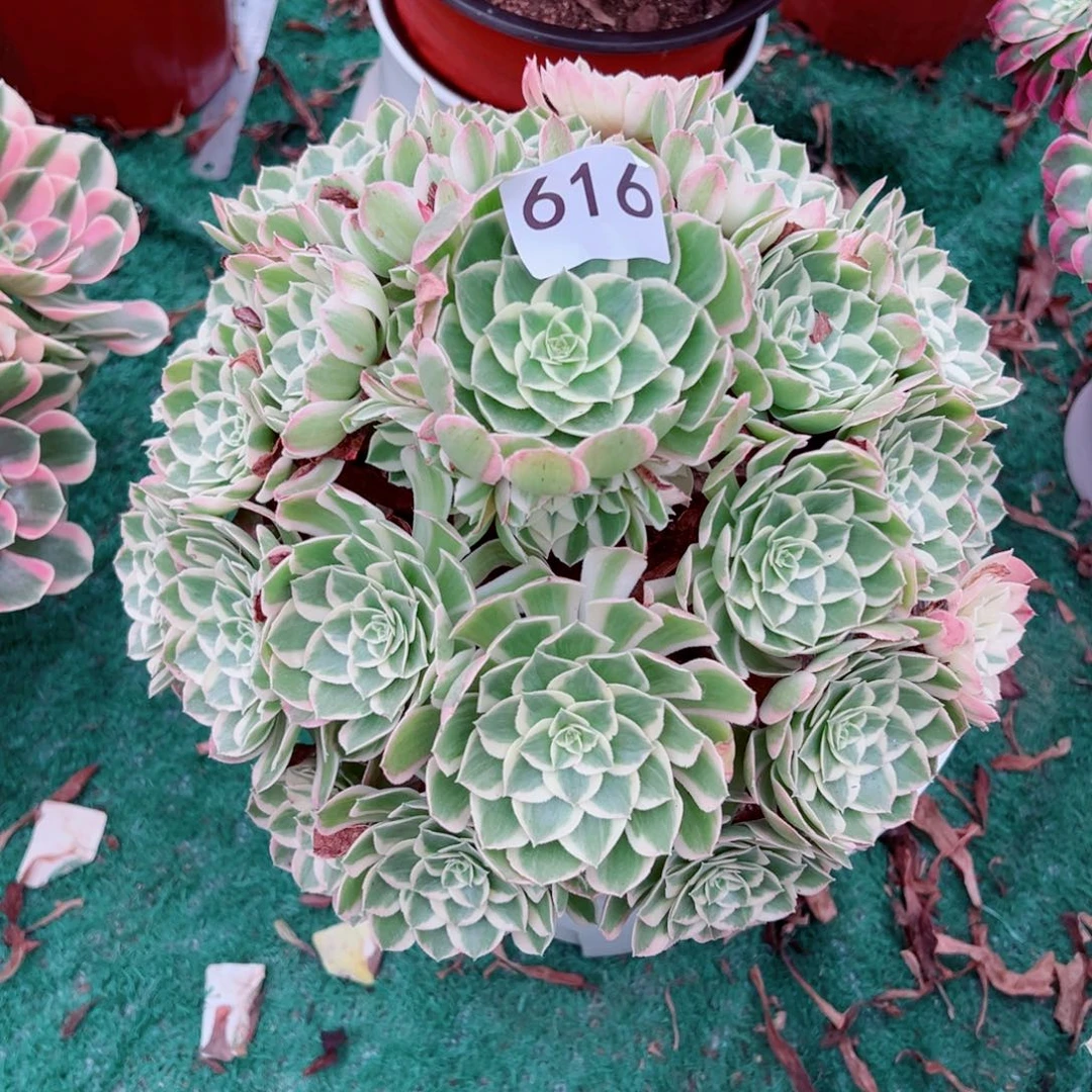 616孔雀翎法师多肉植物
