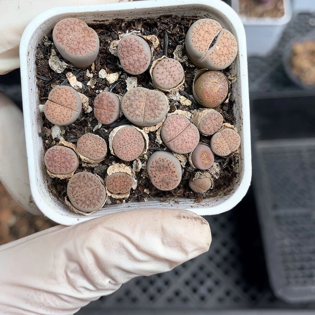 2645大棚清仓甩卖了