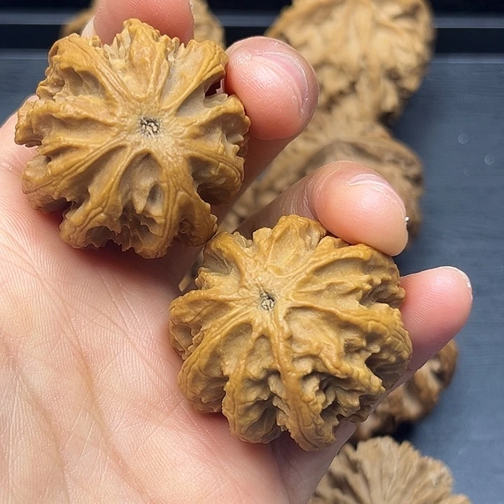 核桃秦岭突突突突突