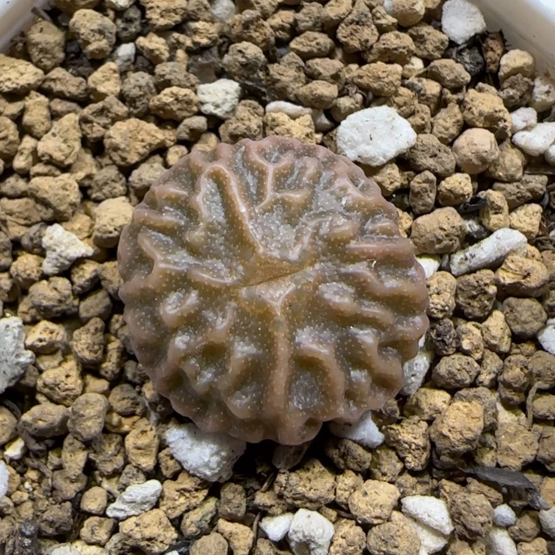 12.11。脱土发。超烧。  2036