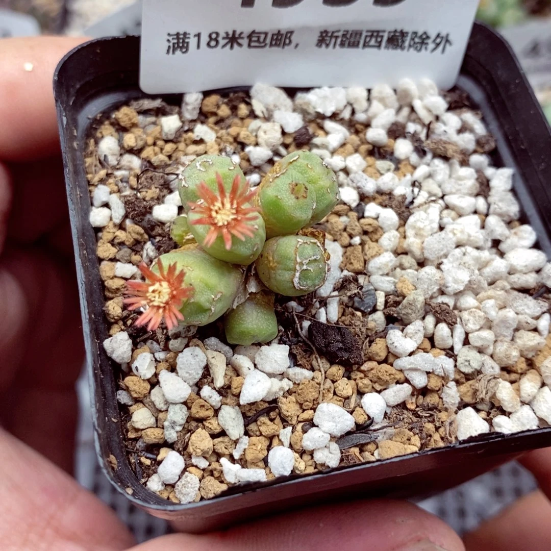 4935。
