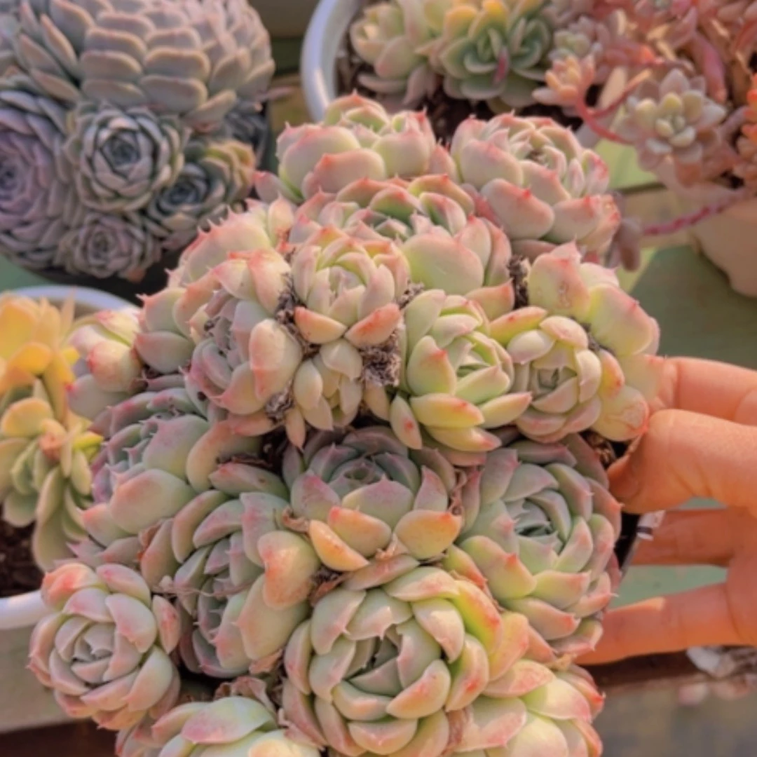 【闪购商品】杂13217