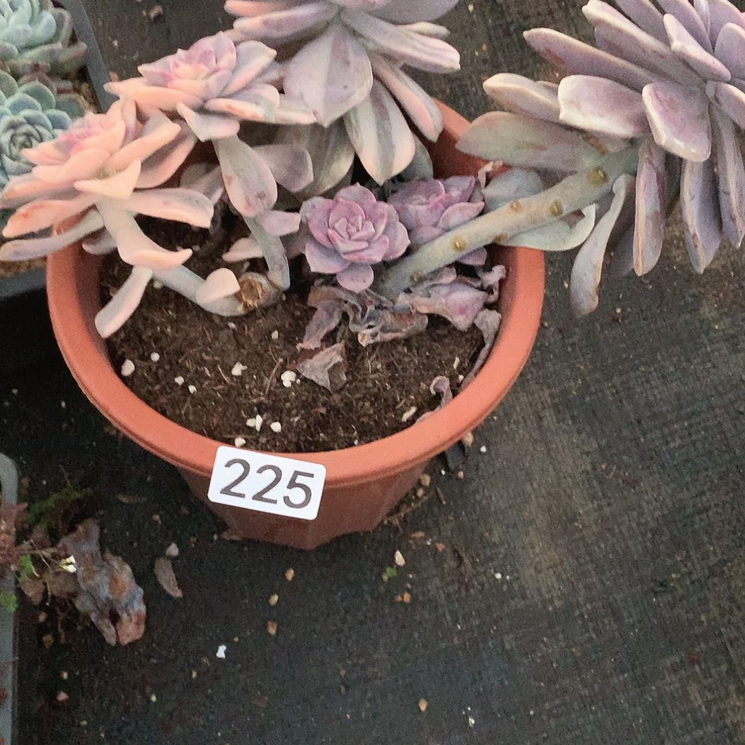 225 一物一拍多肉