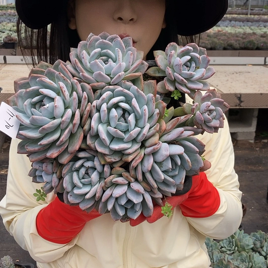 (***樂11-70 一物一拍直播间为准