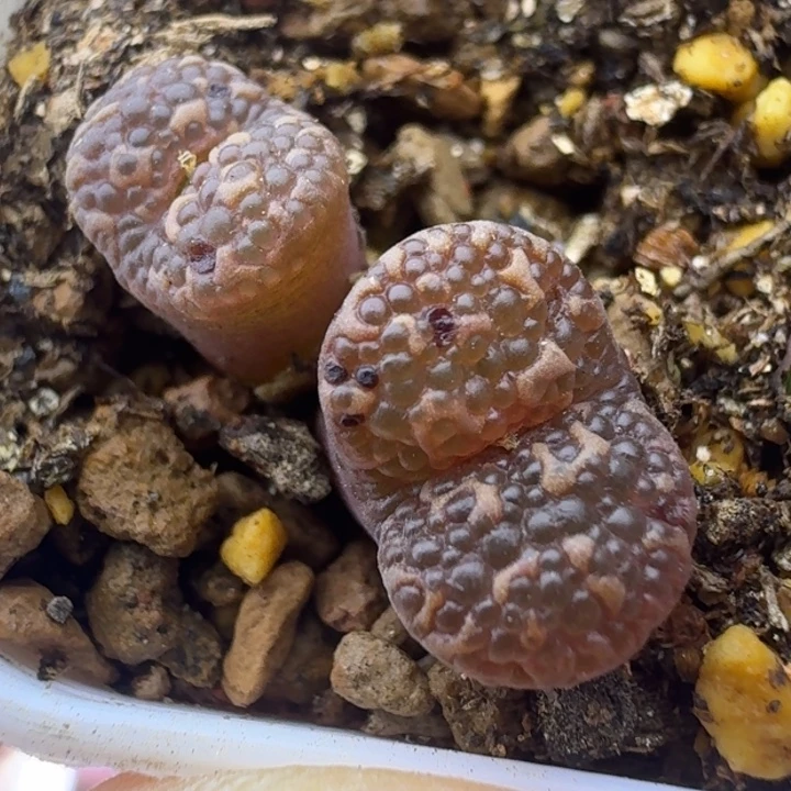 23号泡泡勋章一物一拍