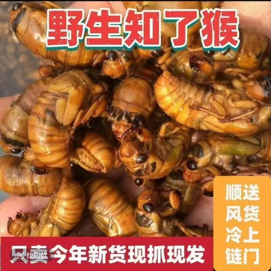 马嘎猴结了猴鱼饵爬叉顺丰冷链包邮