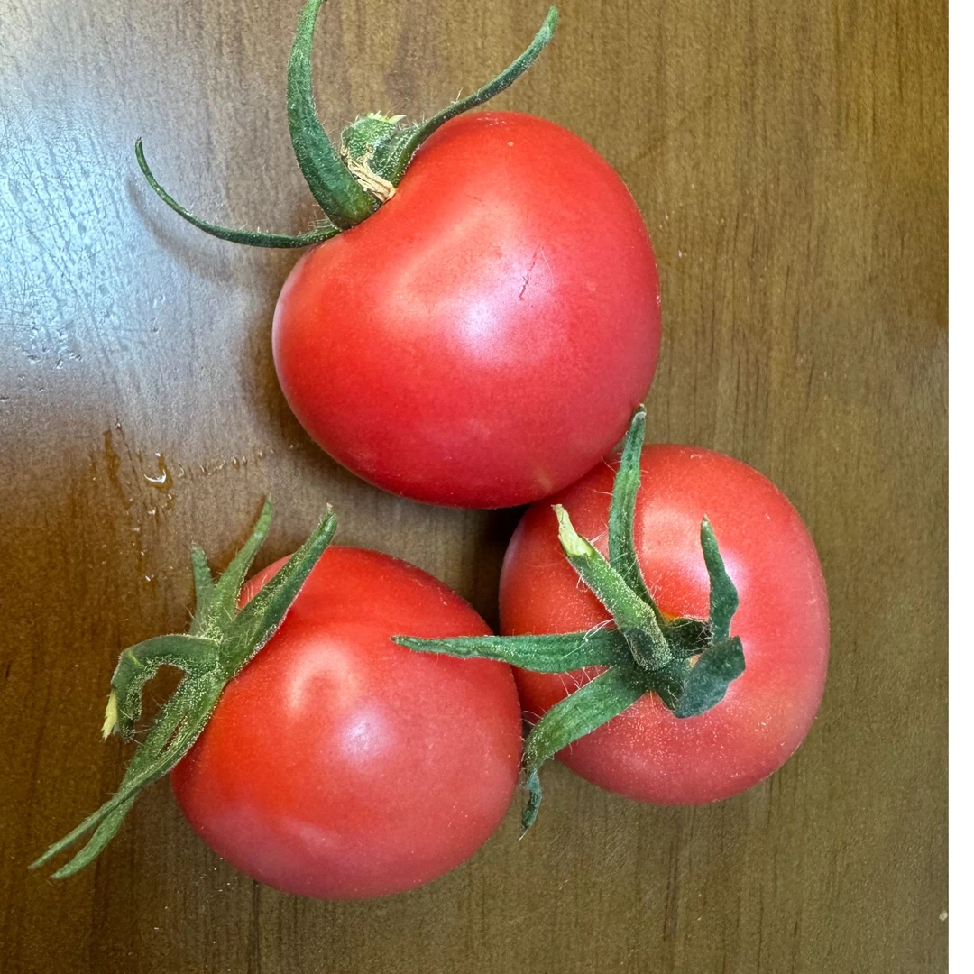 自然熟小番茄小西红柿西红柿新鲜采摘可生吃水果小番茄