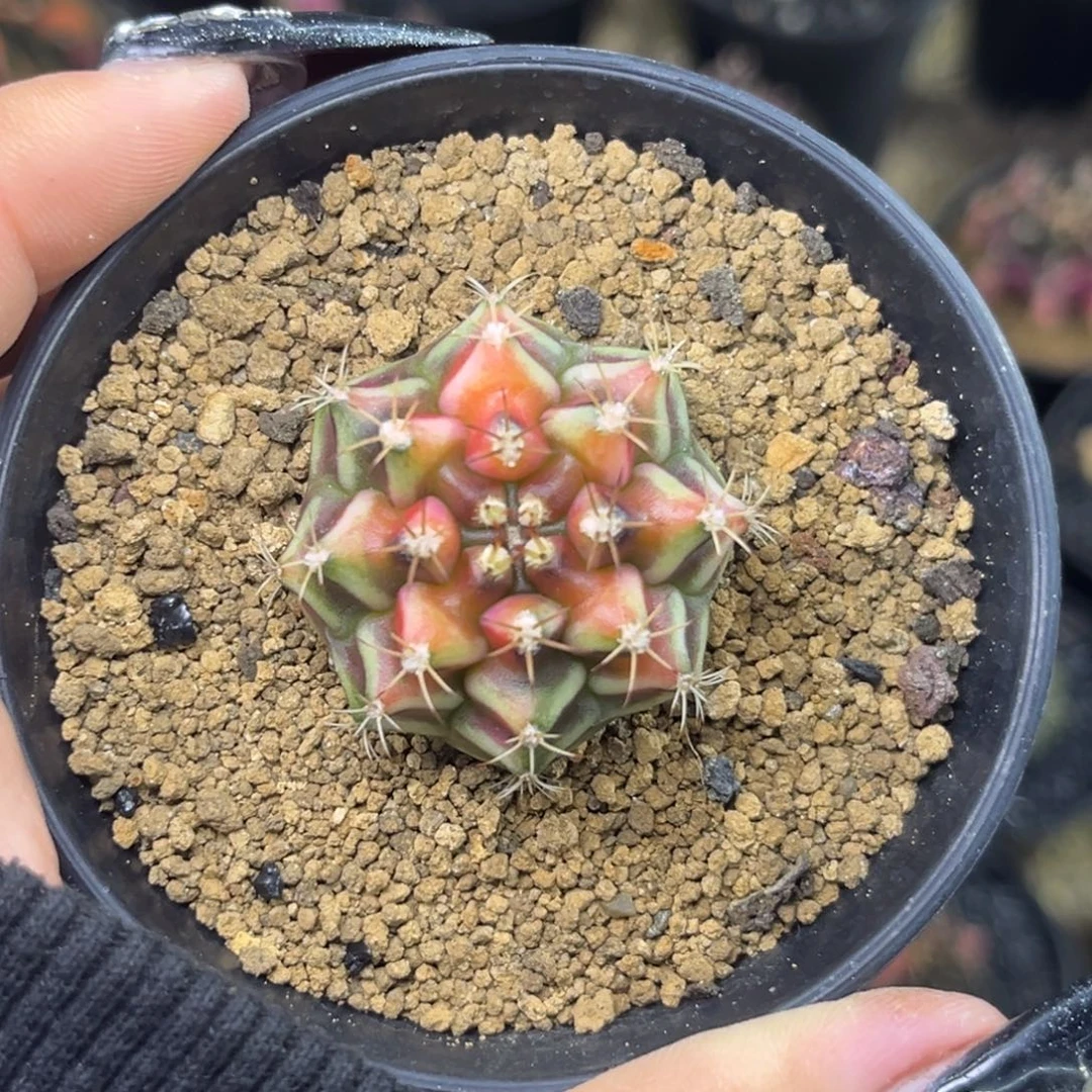 山姆侧牙 带盆土福利捡漏