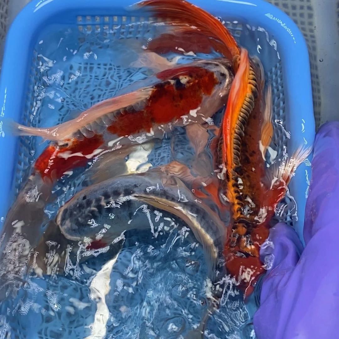 锦鲤冷水锦鲤包邮