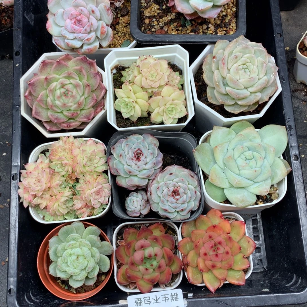 1213-192 套餐一组