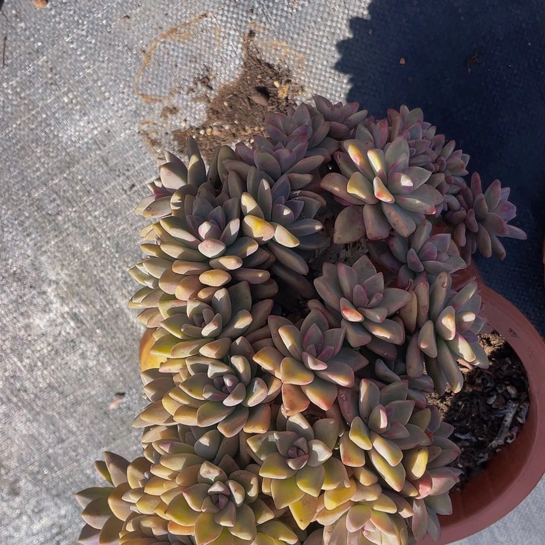 淡雪缀化26.8微瑕疵大个特价不售后