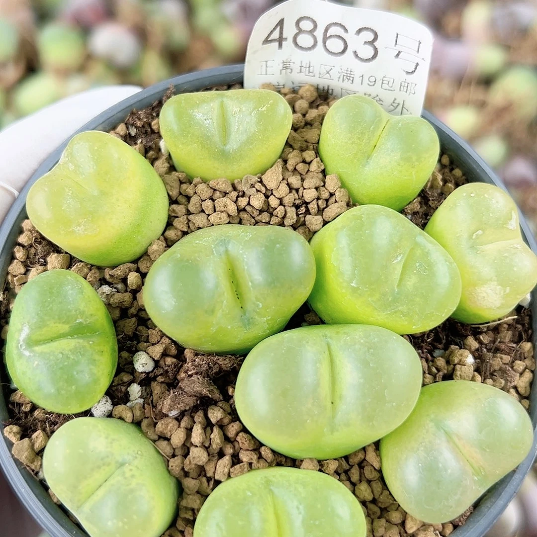 4863五年大毛毛11个2-2.5cm脱土发