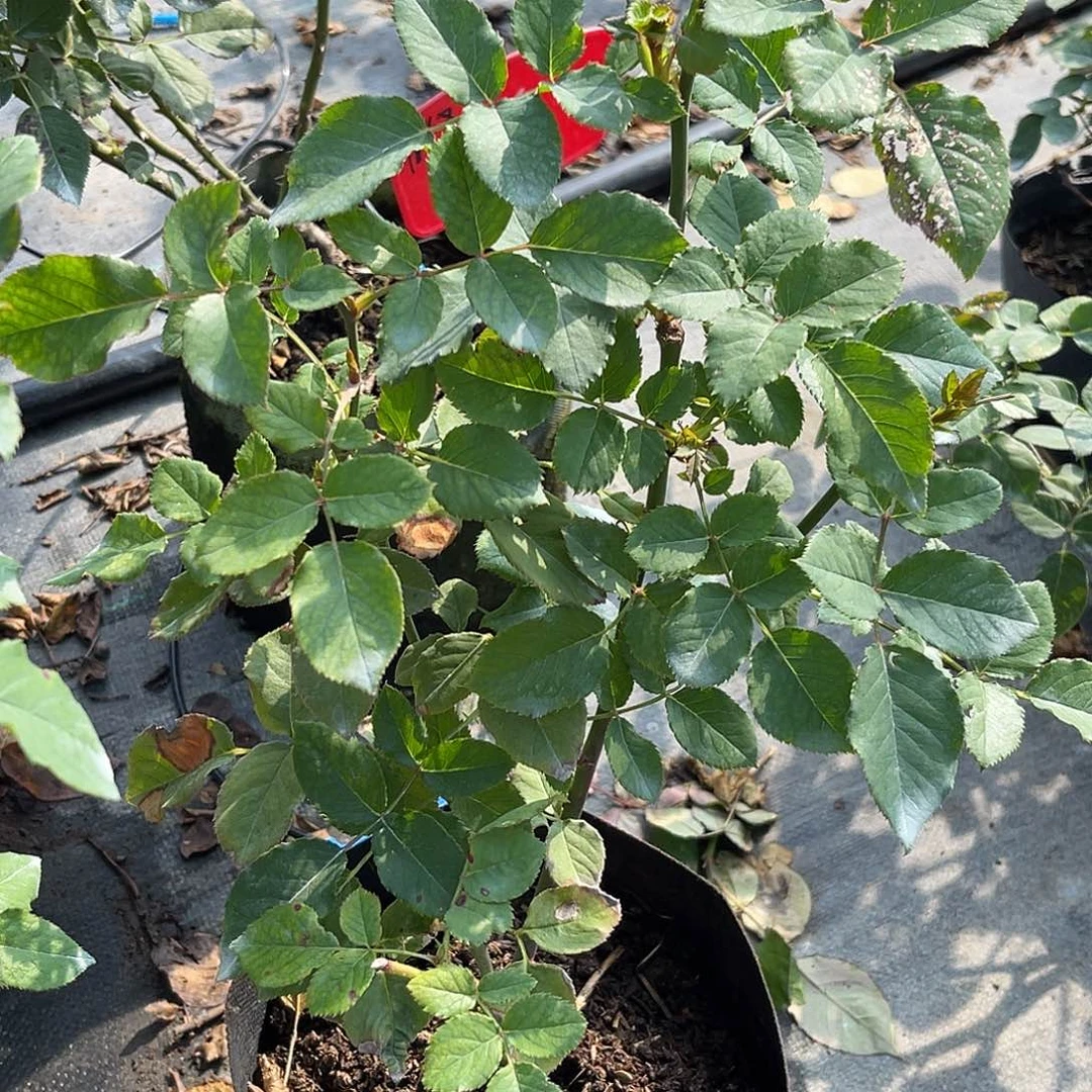 无花朵———埃及艳后 福利