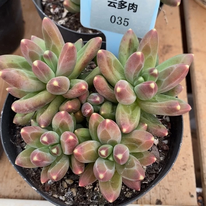 D035- 直播福利 千代田