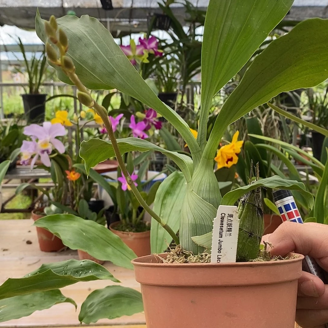 当前无花栽培后可以开花小*树绿蕾丝