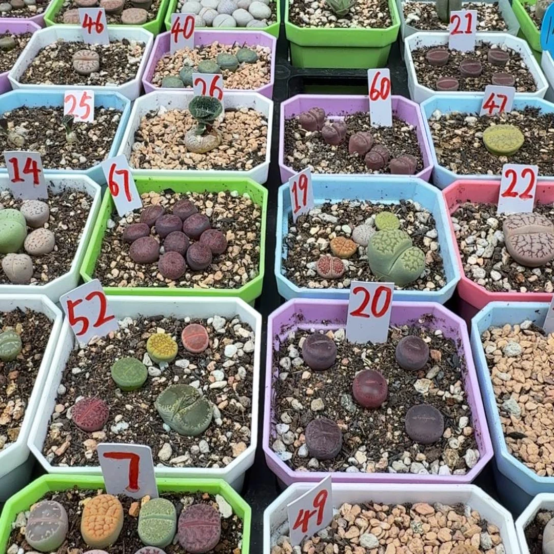 岛田绿巴黎1颗 脱土109