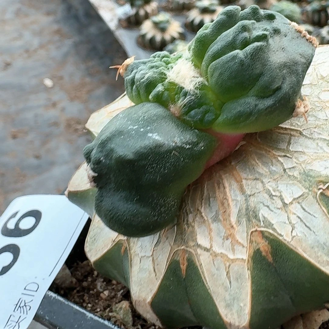 【闪购商品】无花朵愛*栗源蛋怒056