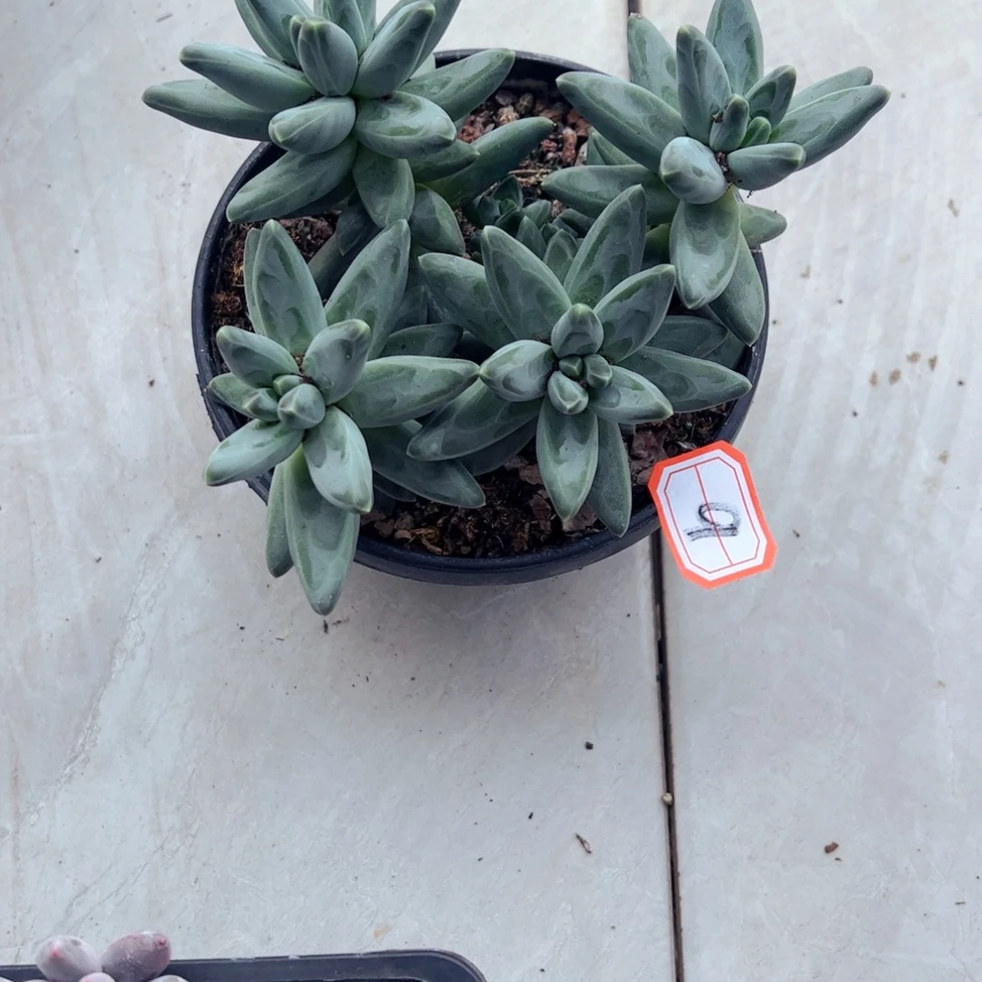 小***間多肉植物组合盆栽9