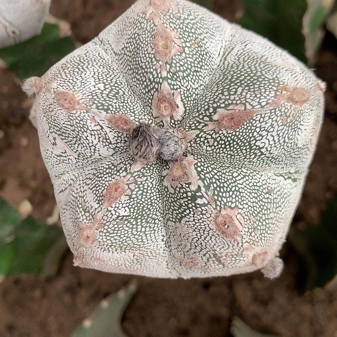 【闪购商品】素**主一玉玉玉