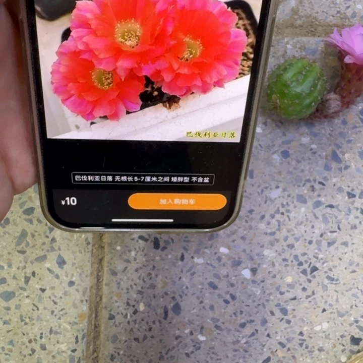 241白檀巴伐亚日落3个无根侧牙，20包邮小