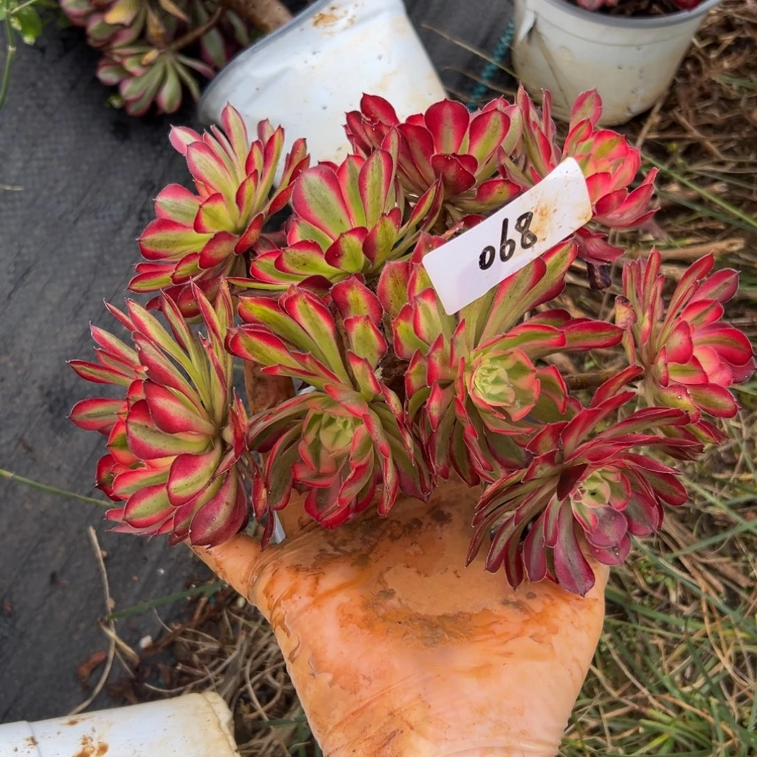 多肉植物068脱土的