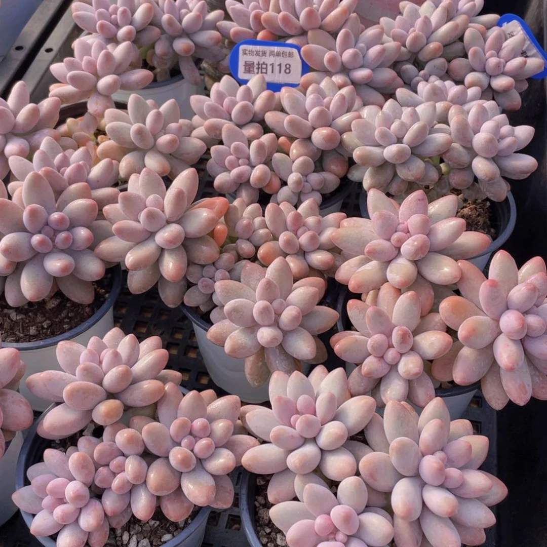 量拍118号  汤圆多肉大群生一个