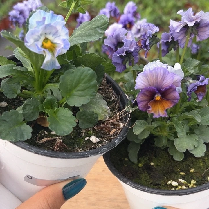 红陶抖音直播闪拍9-9