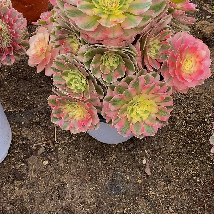 多肉植物倾城628多肉