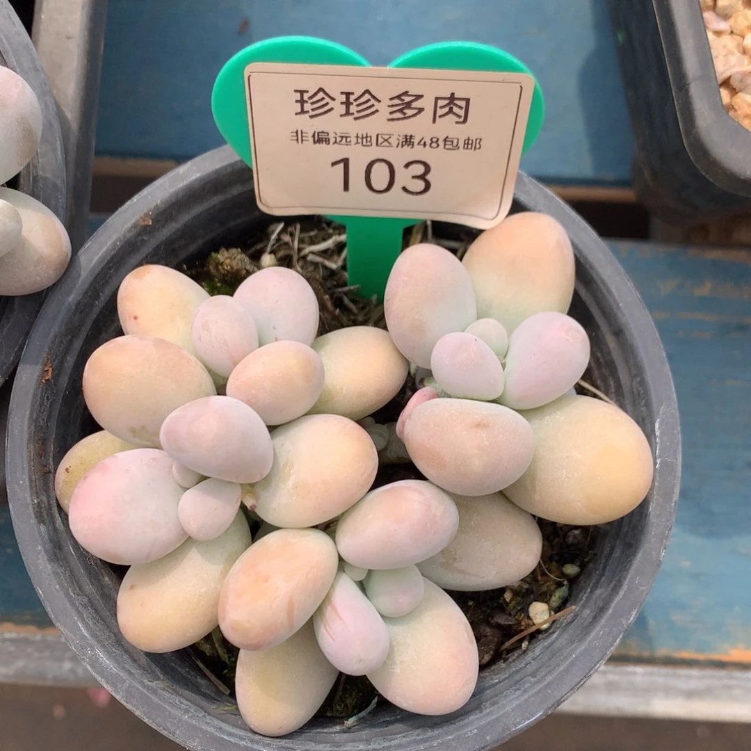 奶酪无砍平头开播福利103