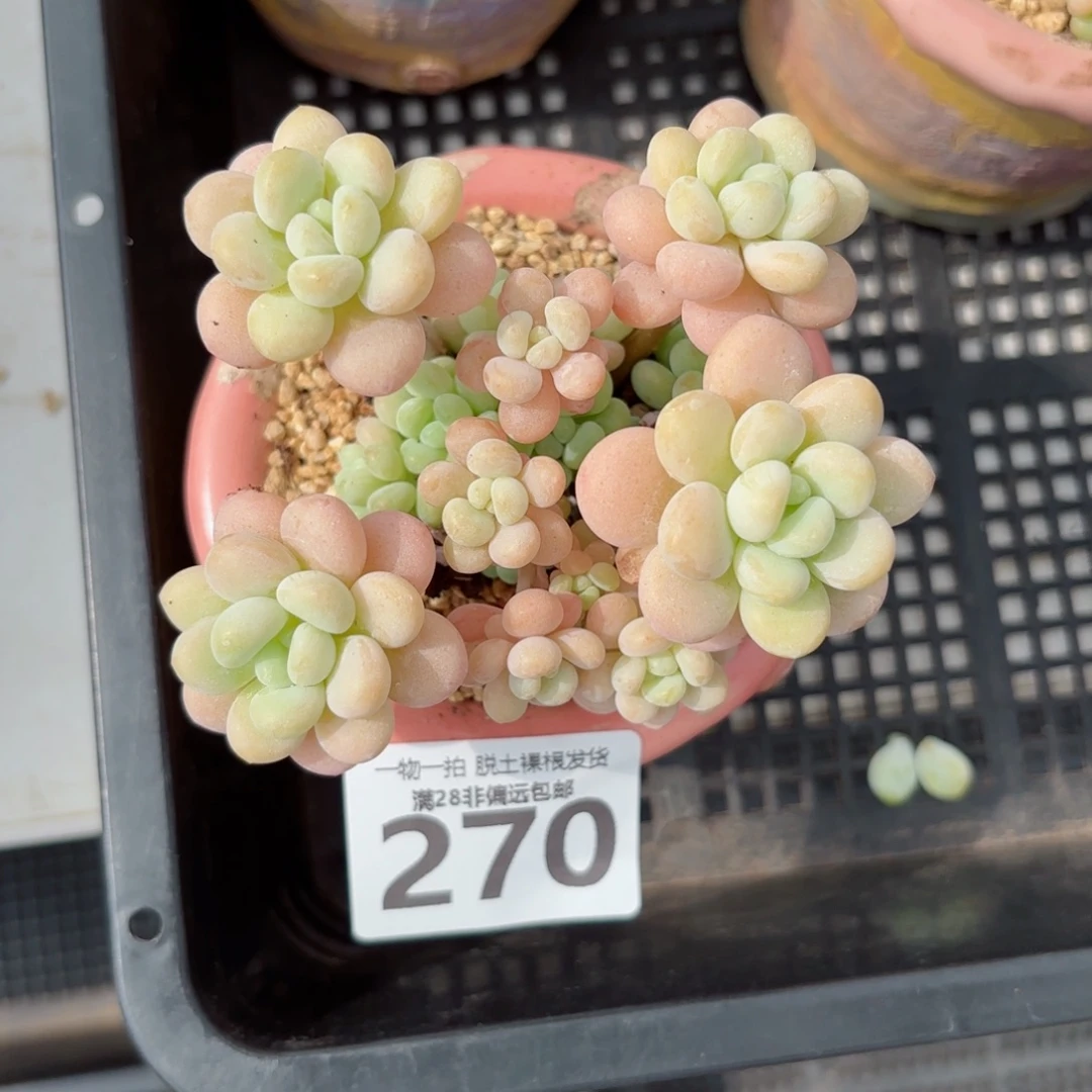 韩系洛可可无盆土发货