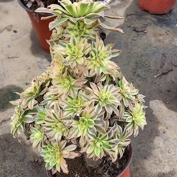 197夕颜多肉植物法师