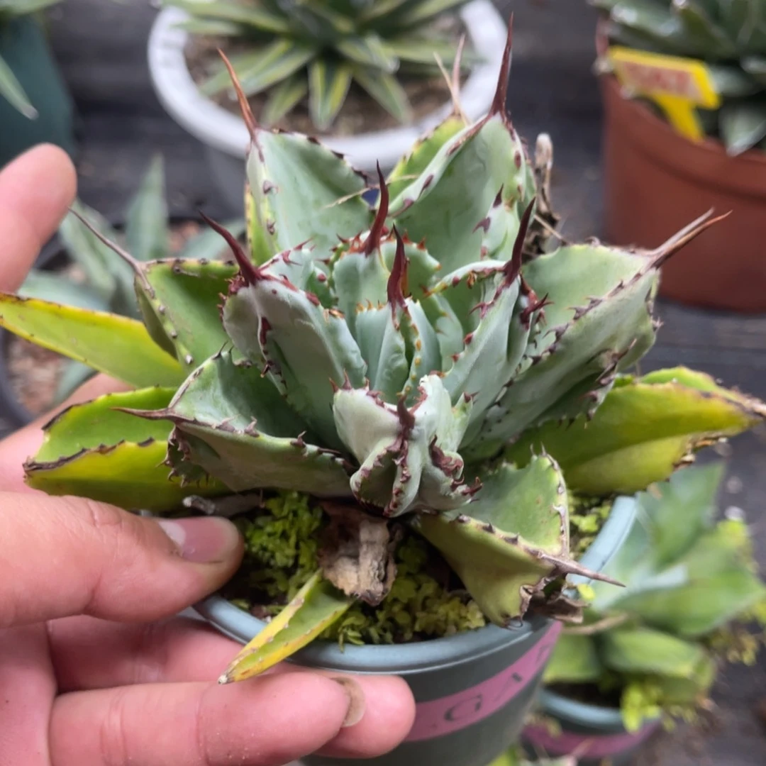 贝壳龙龙舌兰系列