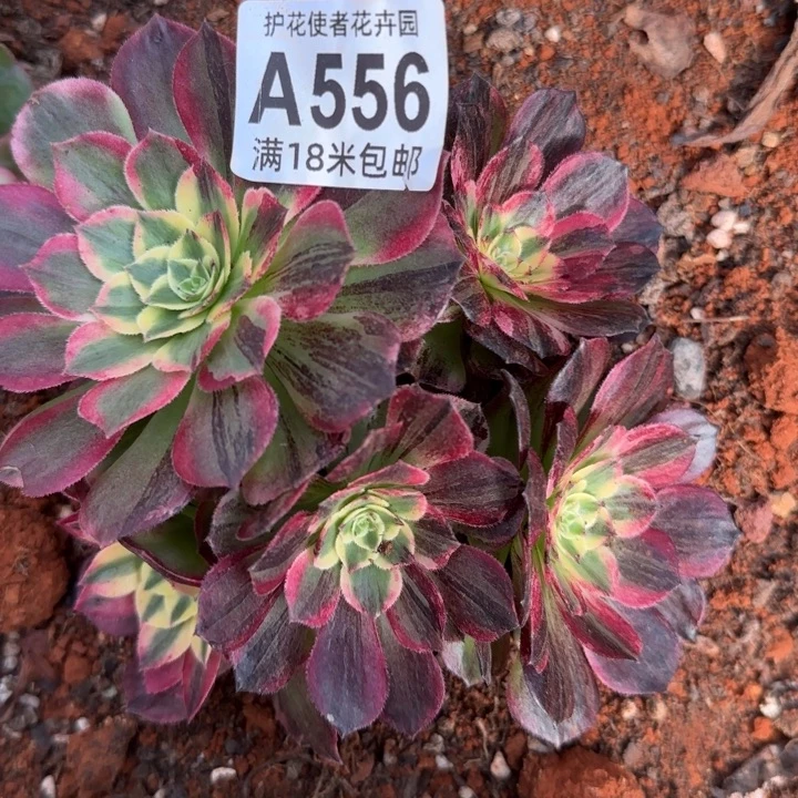 多肉法师伯爵朵朵