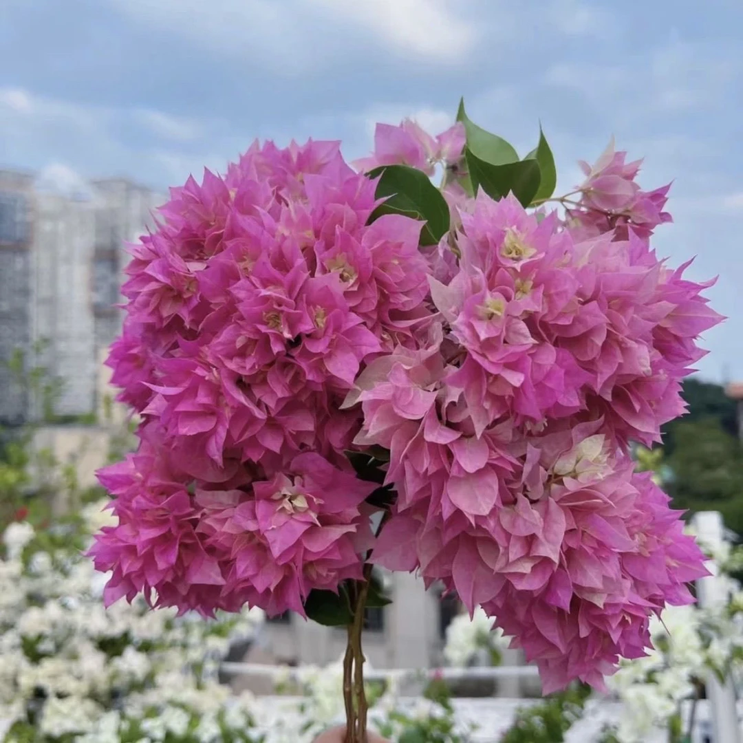 重瓣粉 三角梅苗好养易开花花卉基地  【不带花发货】