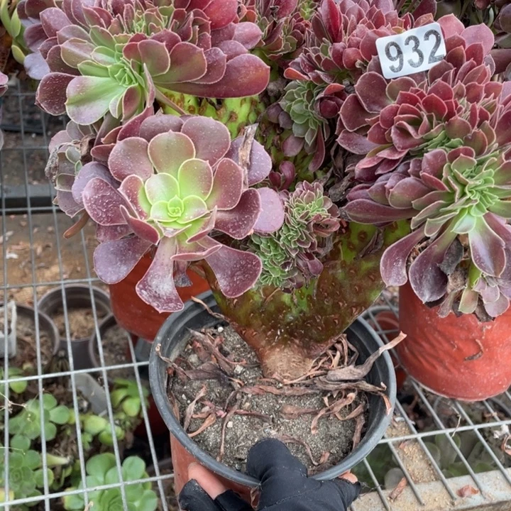 22厘米左右欧紫缀932