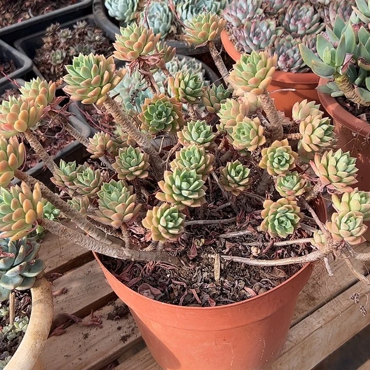 静*的多肉植物实物62