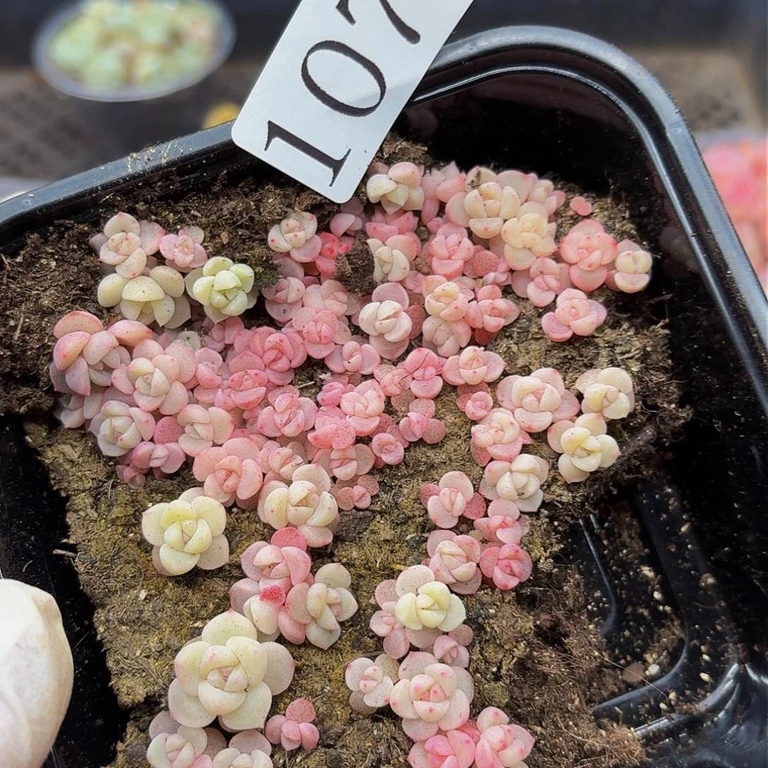 多肉植物多肉植物1074