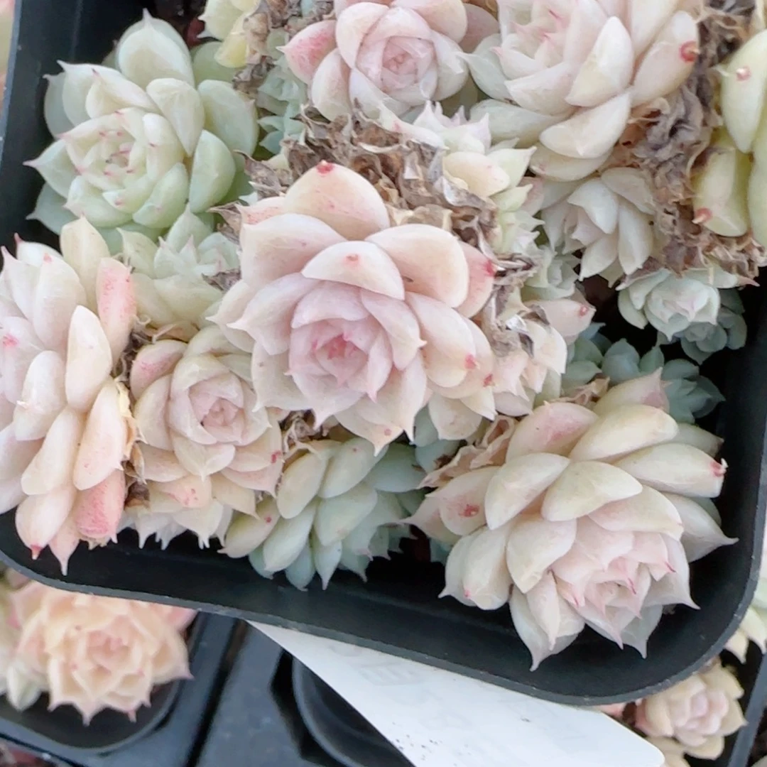 大***）花语多肉1228-467福利散