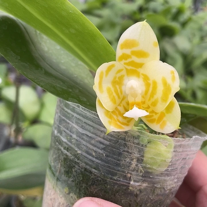 完全开放福利苗雅风情歌2.8寸 带花浓香