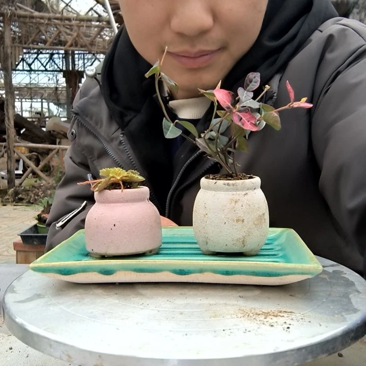 好**连小盆景小植物一物一拍200