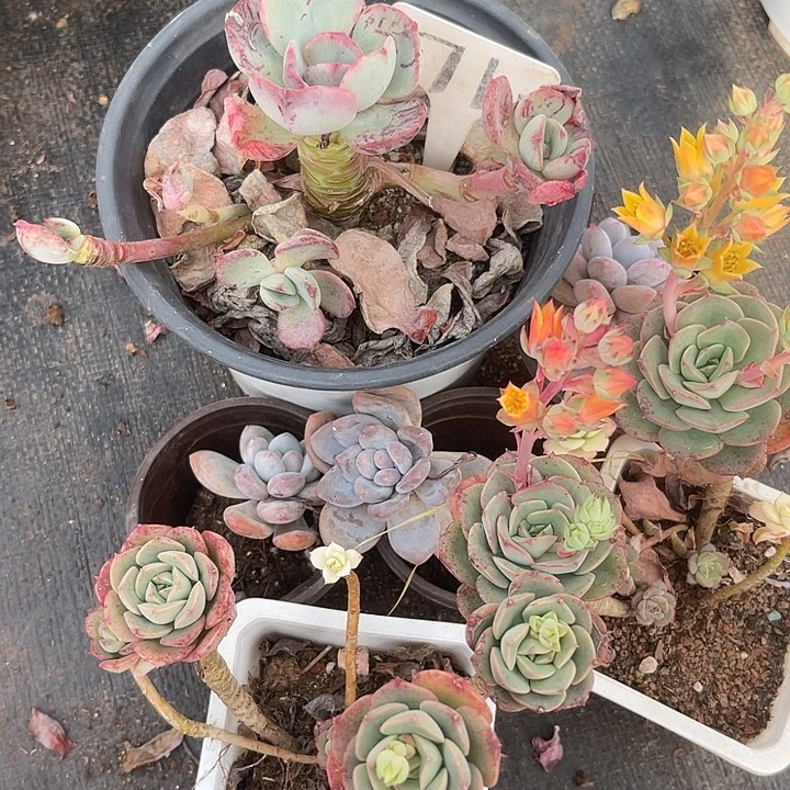 两单包邮，不售后，散71