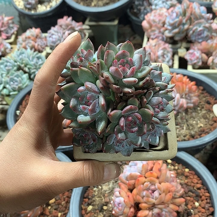 油猫饼哈哈哈哈哈哈哈哈