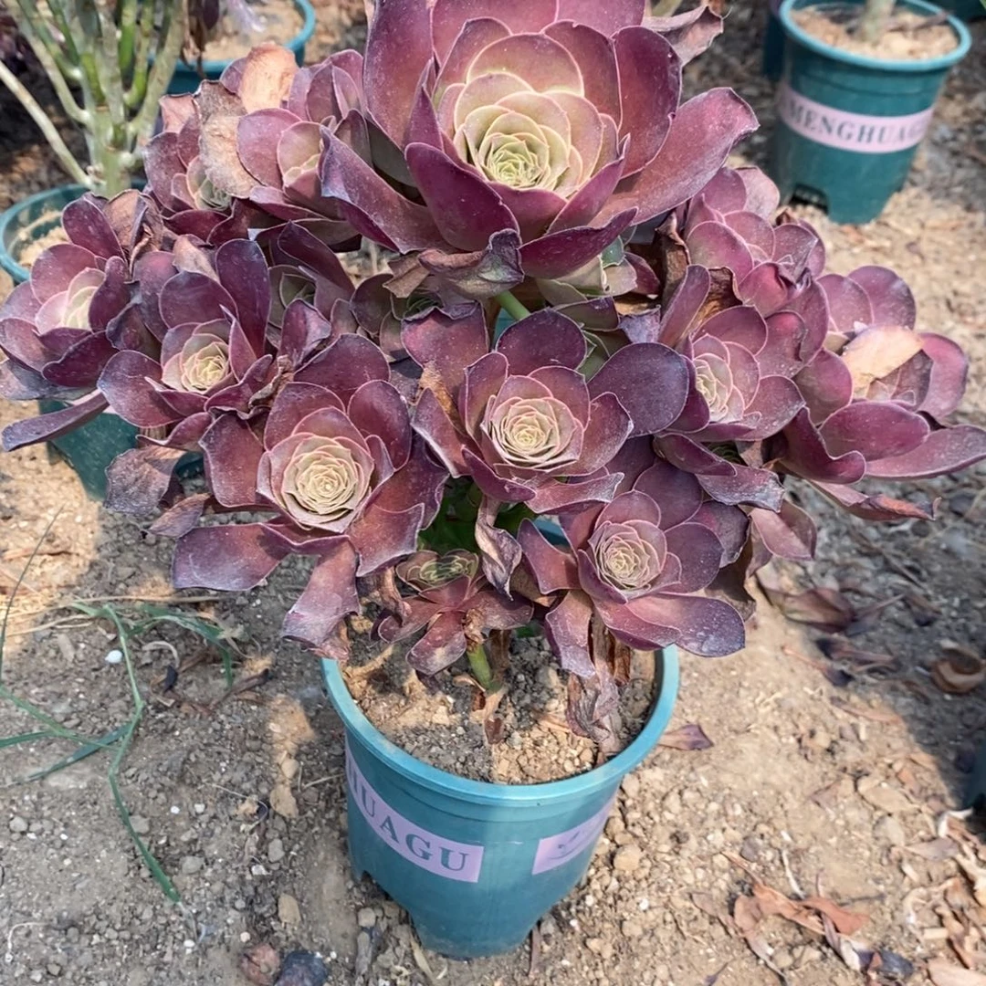 魅金玫瑰37多肉植物法师法师