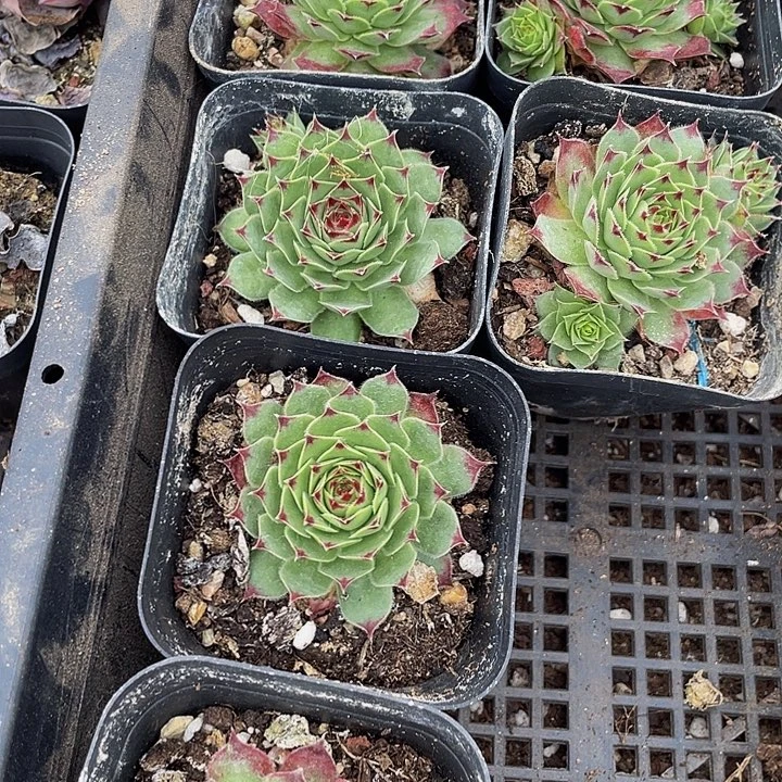 柔情2.8带盆土发货