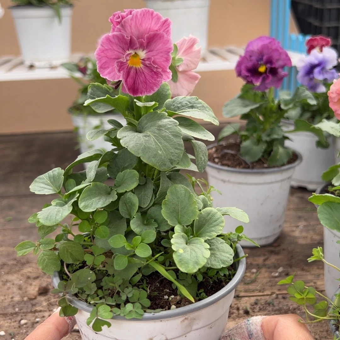 【闪购商品】完全开放225号